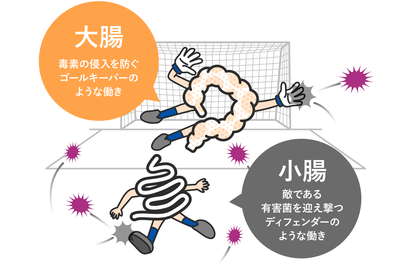 大腸はゴールキーパー