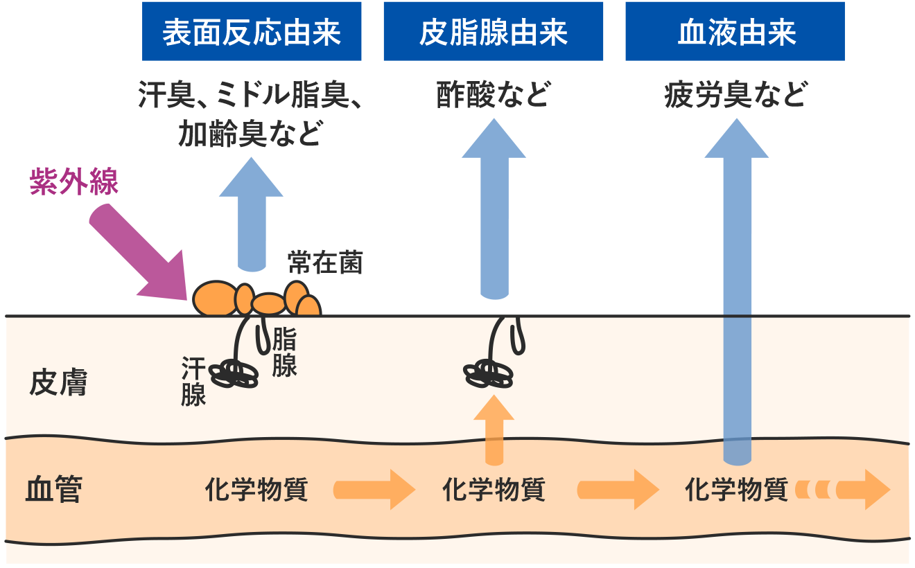 体臭の原因と種類の違い