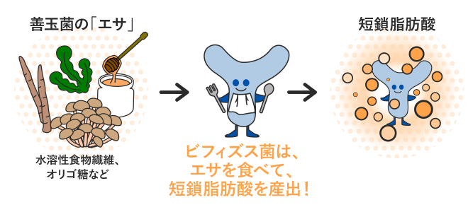 善玉菌の「エサ」水溶性食物繊維、オリゴ糖など→ビフィズス菌は、
エサを食べて、短鎖脂肪酸を産出!→短鎖脂肪酸