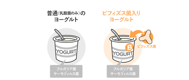 普通(乳酸菌のみ)のヨーグルトとビフィズス菌入りヨーグルトイメージイラスト