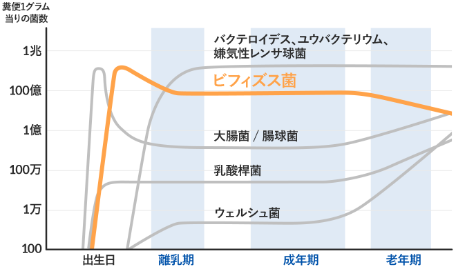 年齢による腸内細菌叢の変化(概念図)