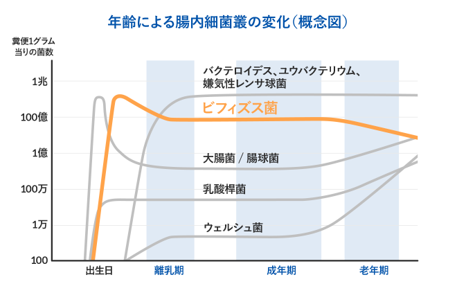 年齢による腸内細菌叢の変化(概念図)