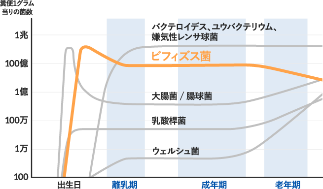 培養法をもとにした年齢による腸内細菌叢の変化(概念図)