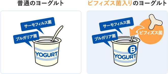 ヨーグルト=ビフィズス菌ではない!?