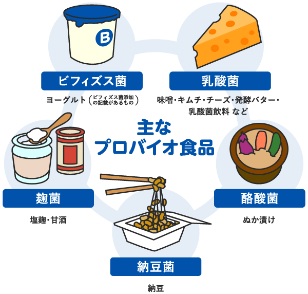 主なプロバイオ