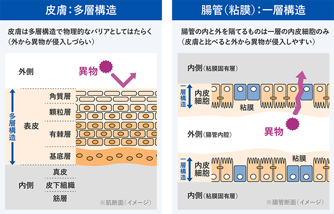 なぜ粘膜の免疫が重要か?│カラダの内と外を分ける皮膚と腸管(粘膜)の構造から