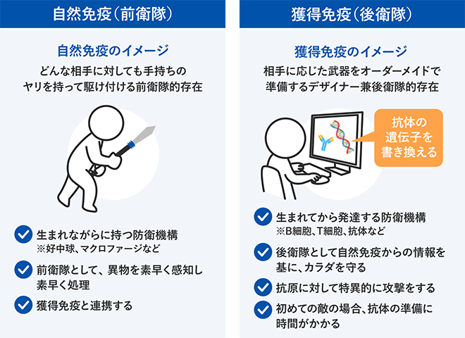 免疫の二重の備え│自然免疫と獲得免疫