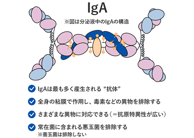 IgA(免疫グロブリンA)とは?