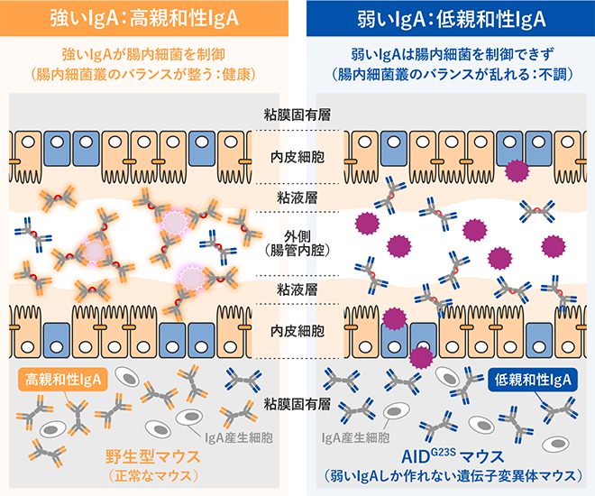 IgAには、”強いIgA” と ”弱いIgA” がある