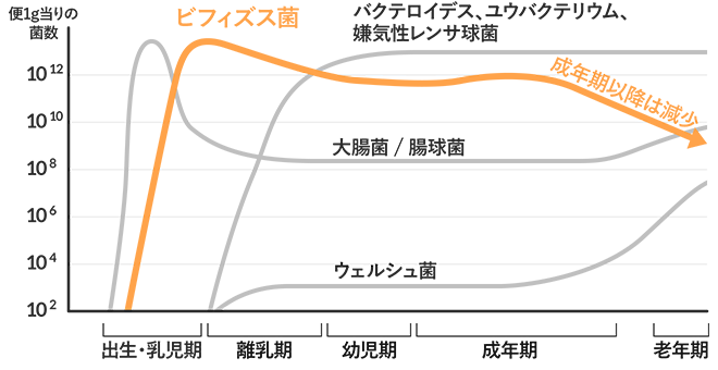 年齢による腸内細菌叢の変化