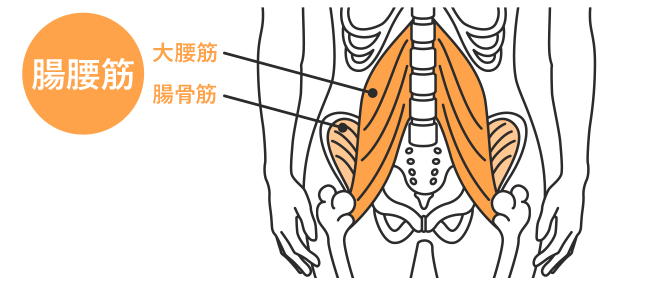 腸腰筋・大腰筋・腸骨筋