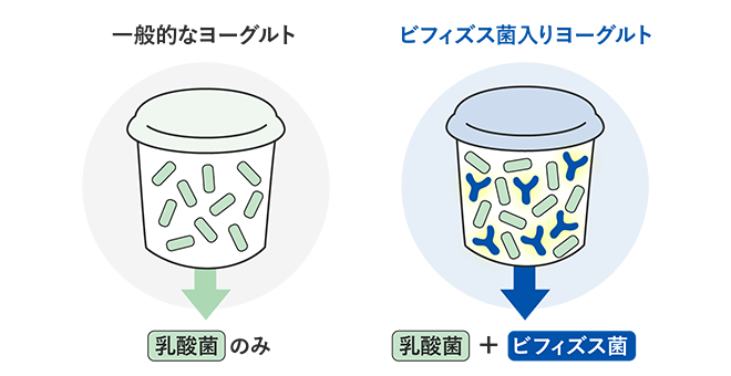 一般的なヨーグルトは乳酸菌のみ ビフィズス菌入りヨーグルトはビフィズス菌++乳酸菌