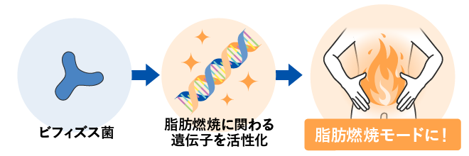 ビフィズス菌→脂肪燃焼に関わる遺伝子を活性化→脂肪燃焼モードに！