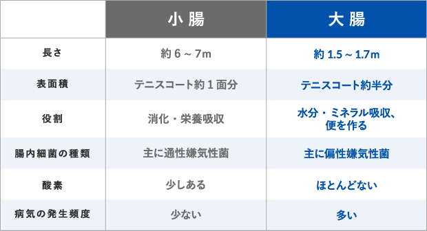 小腸と大腸の違い