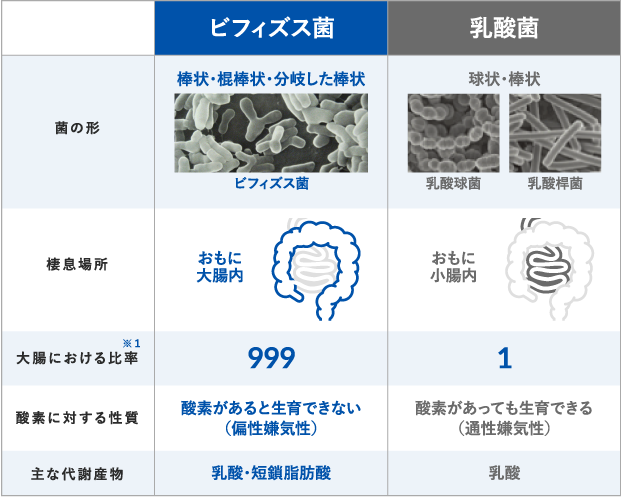 ビフィズス菌と乳酸菌の違い