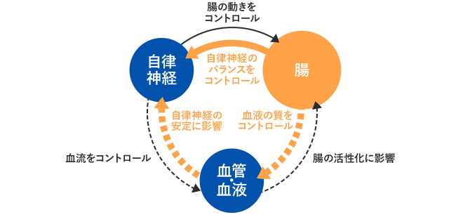 自律神経と腸と血管・血液のトライアングル