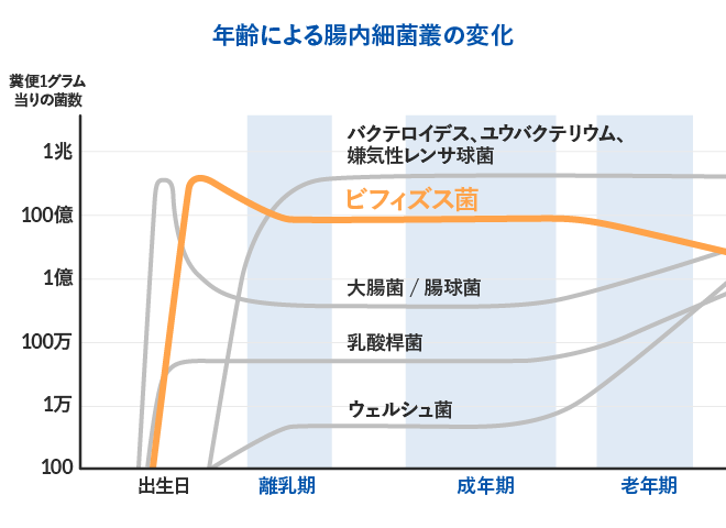 培養法をもとにした年齢による腸内細菌叢の変化(概念図)